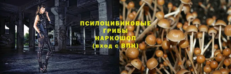 OMG ONION  Красный Сулин  Галлюциногенные грибы MAGIC MUSHROOMS 